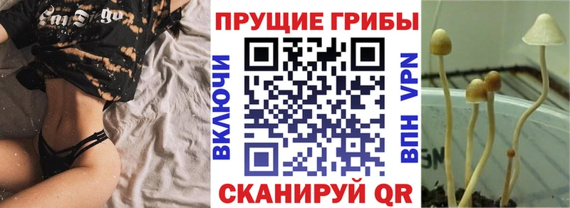 цены   Истра  Псилоцибиновые грибы прущие грибы 